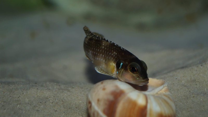 Lamprologus meleagris